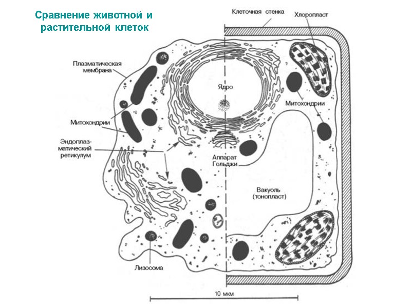 Сравнение животной и    растительной клеток